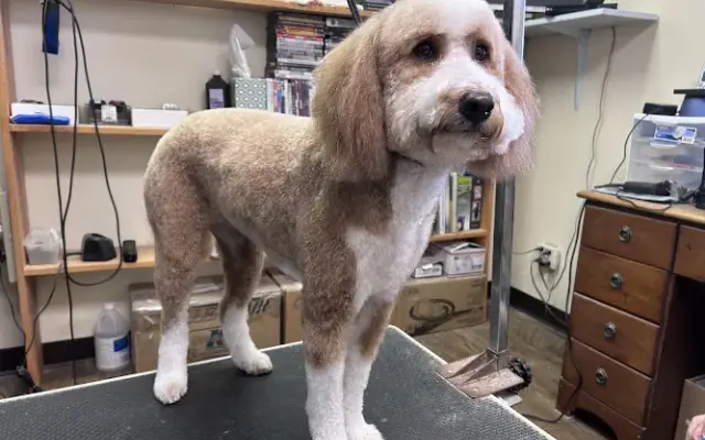 Precious Pawz Pet Grooming in Marion, IL