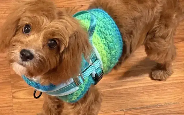 Pine Lake Doggy Daycare & Development Center in Washington, IL