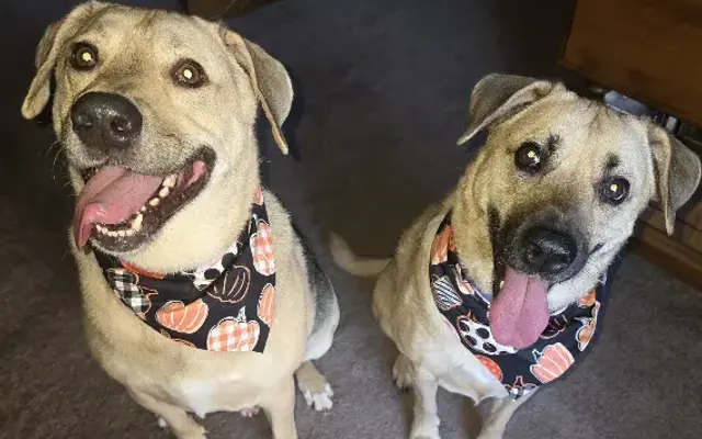 The Dog House Grooming By Tracy in Pine Bush, NY