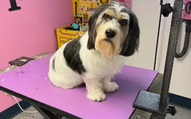 The Paw-ffice in Wauseon, OH