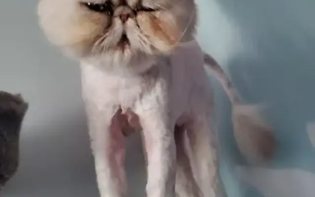 Oh My Fur Groom Salon inside Niagara SPCA in Niagara Falls, NY