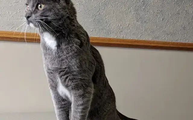 Ruby View Veterinary Clinic in Spring Creek, NV