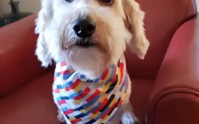 Claremont Pet Grooming in Claremont, CA