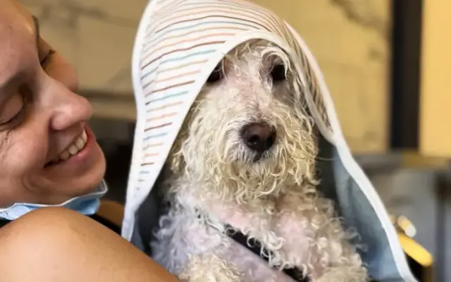 Snout Studios Pet Grooming - Echo Park in Los Angeles, CA