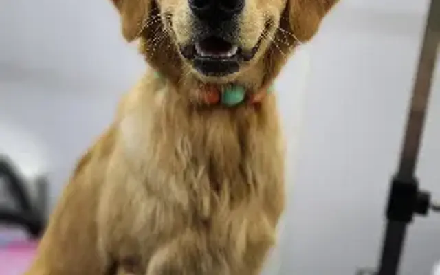 Ray's Holistic Mobile Pet Grooming in Winnetka, CA
