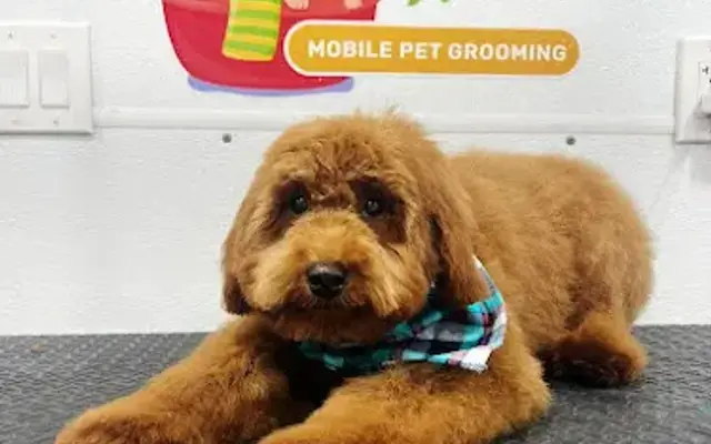 Doggy World Mobile Pet Grooming Llc in Plantation, FL