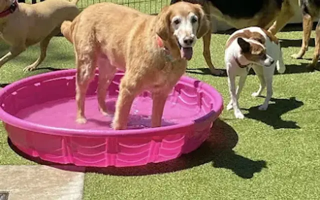 Tails Pet Resort in Bonney Lake, WA