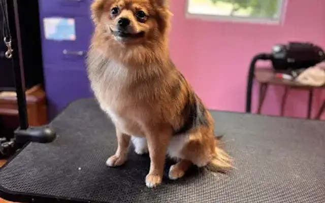 Furry Fresh Dog Grooming in Daisetta, TX