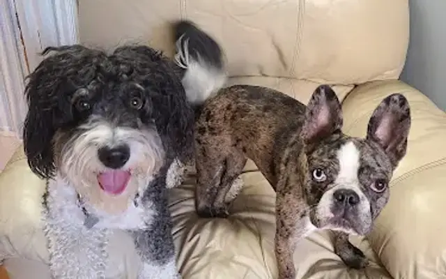 Shear Mutts in Honeoye Falls, NY