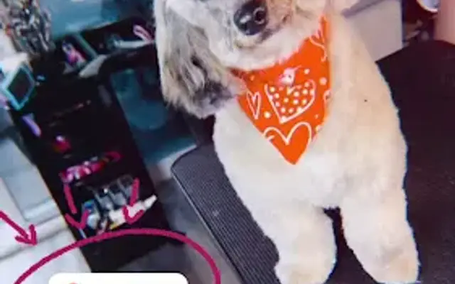 We The Kulture Dog Grooming in Compton, CA