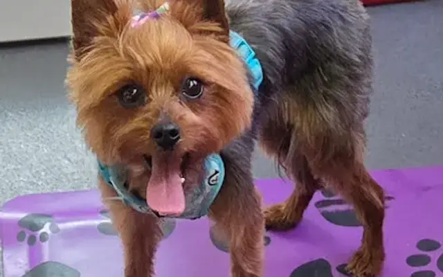 River Pine Pet Salon in Waterloo, WI