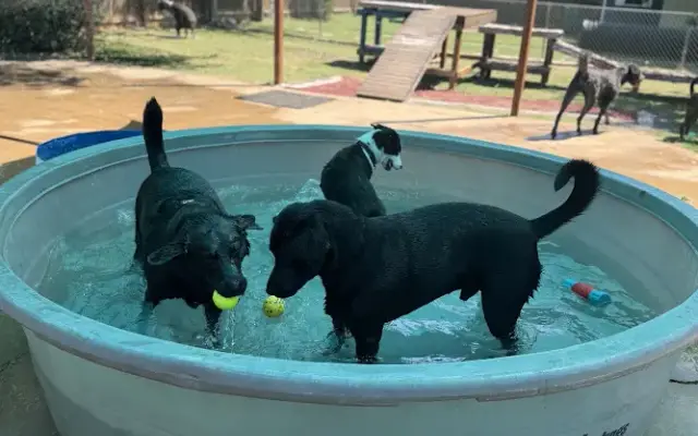 Sonya's Doggy Daycare & Boarding SDD&B in Burnet, TX