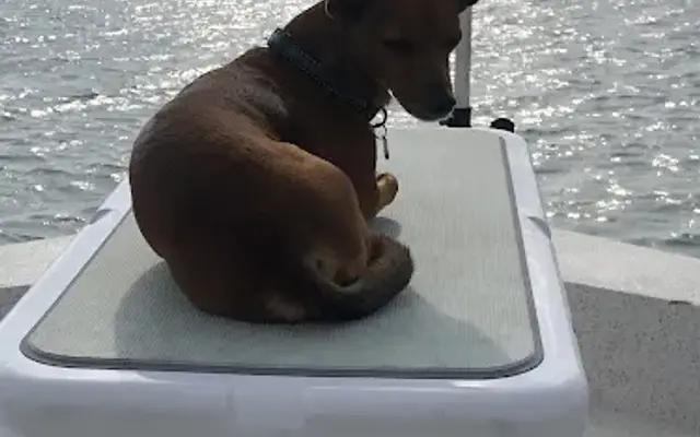 Padre Animal Hospital in Corpus Christi, TX