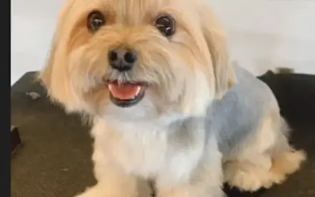 Doggie Dog World Grooming- Mobile in Walnut Creek, CA