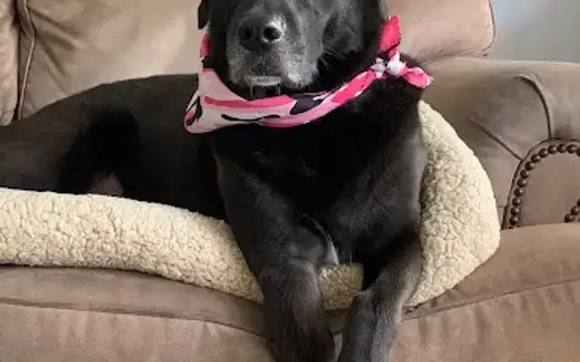 Rendoggie's Nail Trim in Findlay, OH