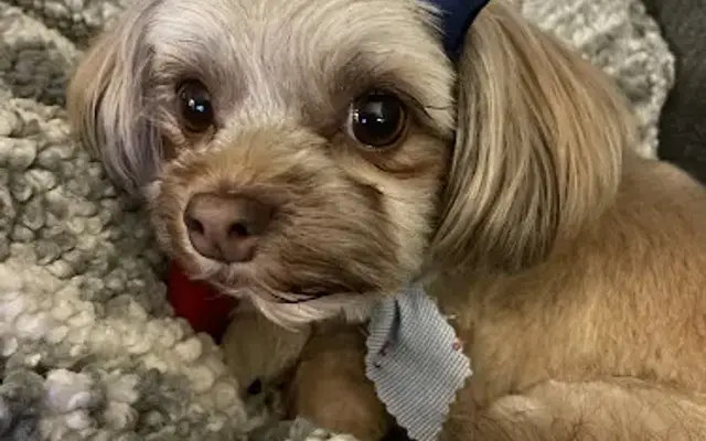 YAPS Pet Styling (formerly soft tails, same owner) in Lancaster, SC