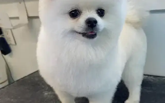 Paws On Wheels Spa in McKinney, TX
