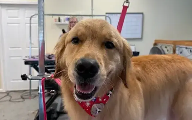 Poop Deck Amelia - Dog Grooming in Fernandina Beach, FL
