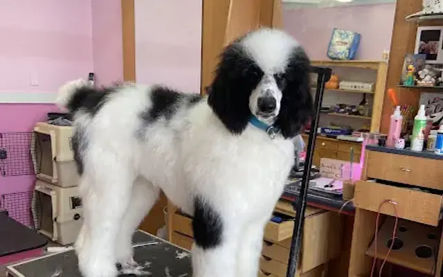 Hollywoof’s Pet Spa in Grants Pass, OR