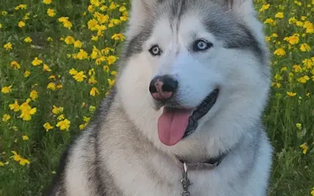 Your Dogs Groomer in Spring Valley, CA