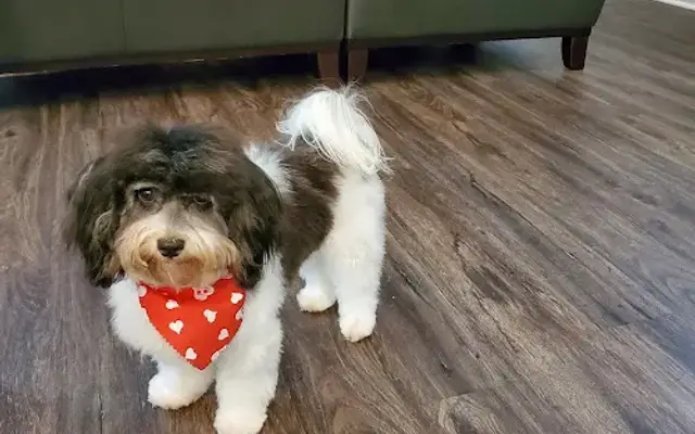 Adorable Pet Day Spa in Villa Rica, GA