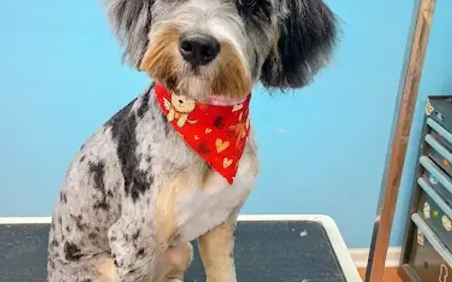 Annabelle's Pet Grooming and Boutique in Hoschton, GA