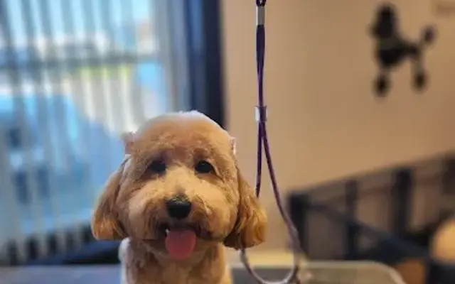 Sleek and Chic Canine Cuts in Georgetown, DE