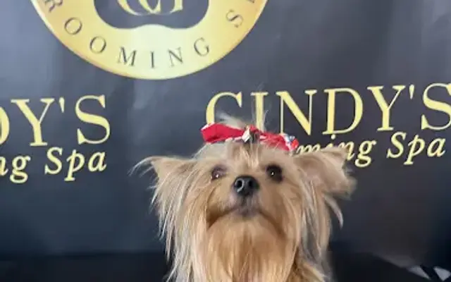 Cindy's Grooming in Clermont, FL