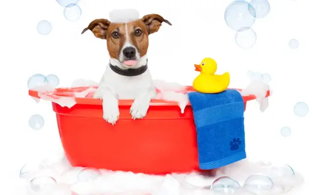 Tricia's Dog House & Pet Savers No Kill Shelter in Lafayette, IN