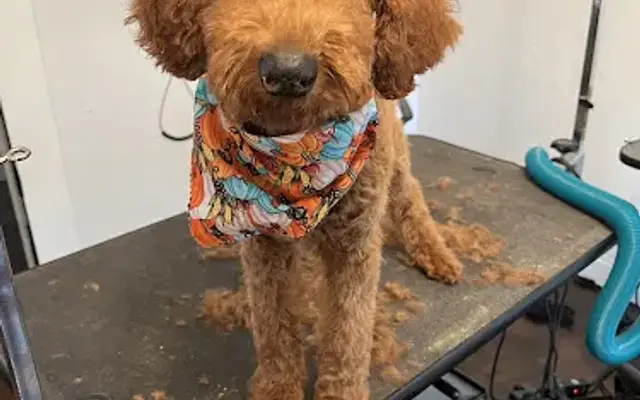 Shaggy Chic grooming salon in Minden, LA