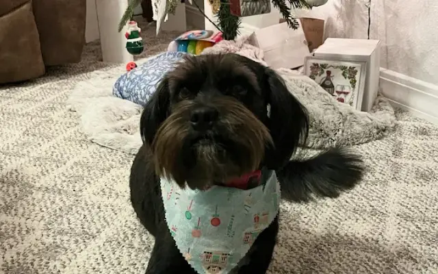 Beth's Pooch Parlor in Nickelsville, VA