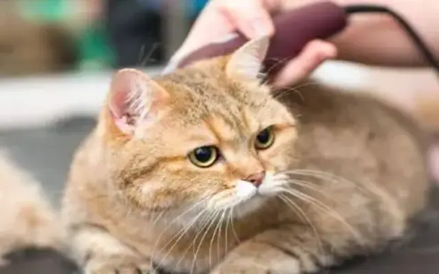SD Pet Hair Removal in Beaufort, SC