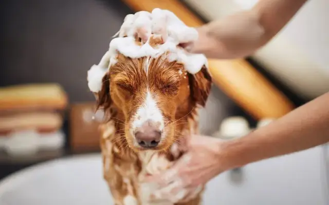 Pup-A-Dub Boutique & Grooming in Sikeston, MO