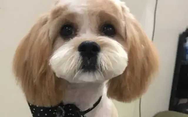 Fancy Pet Salon in Brawley, CA
