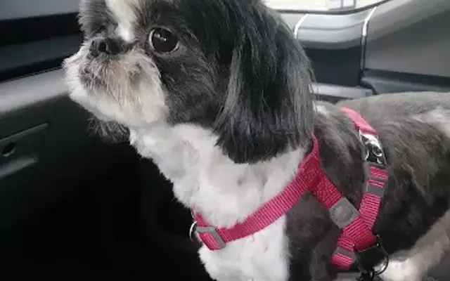 Groomer, Inc. in Benton, AR