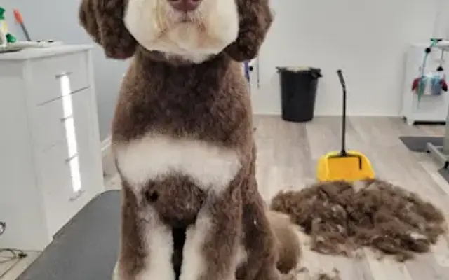 Diamond in the Ruff Grooming Salon LLC in Bremen, GA
