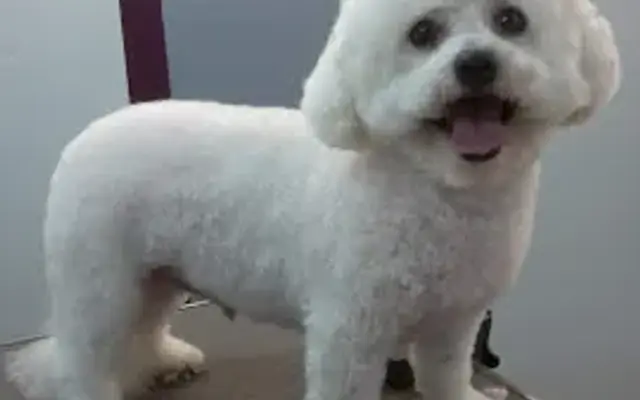 Stone Mountain Dog Grooming in Saylorsburg, PA
