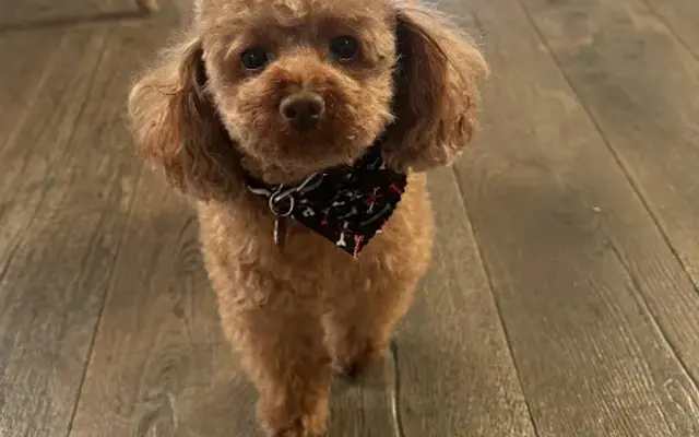 Passion Pet Grooming in Orlando, FL