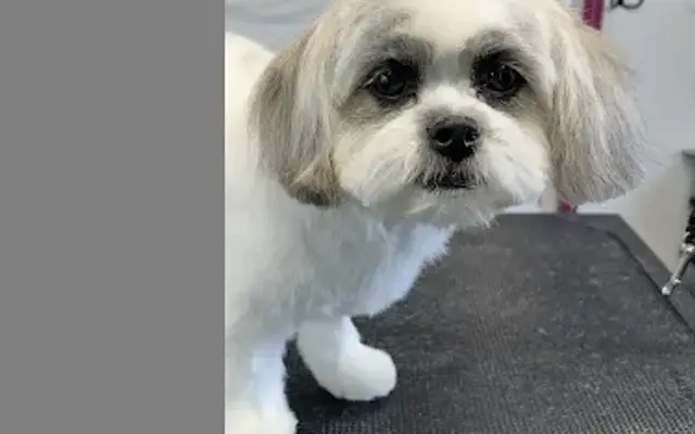 Gia's Gentle Grooming in Indianapolis, IN