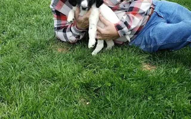 Royal Kennels in Franklin, OH