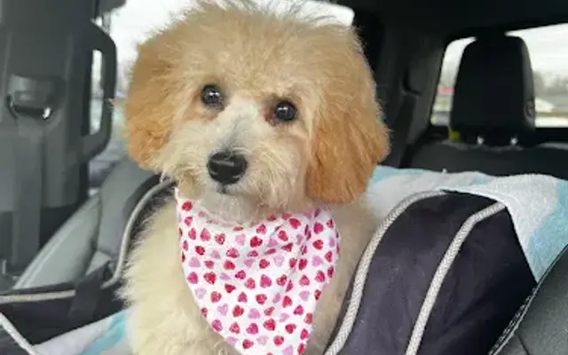 Jourdy's Pet Parlor in Evansville, IN
