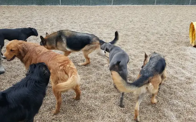Kenlyn-Marquis Pet Resort in Edgerton, WI