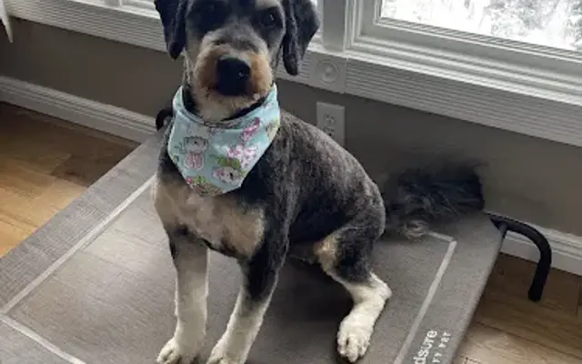 Canine Cleaners in Lakeville, MN
