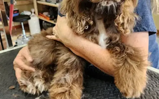 Shear Love Pet Grooming in North Platte, NE