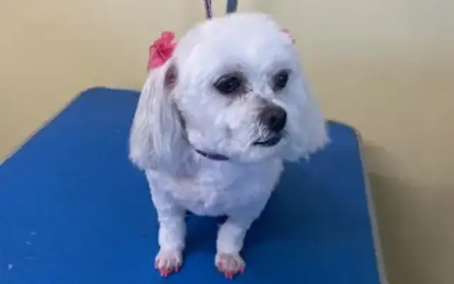 Sea Dogs Grooming Salon in Panama City Beach, FL