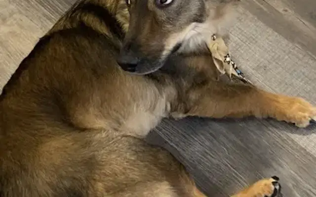 Canine Creations in San Angelo, TX
