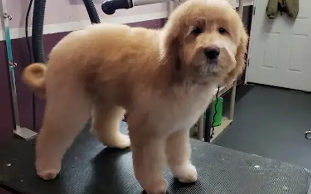 Michelle's Dog Grooming in Parma, ID