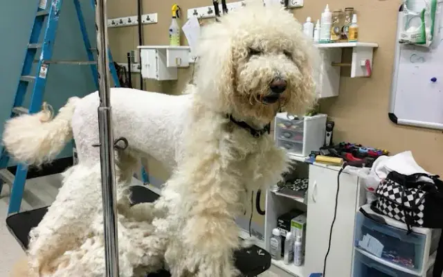 Francine’s pet care in Stockton, CA