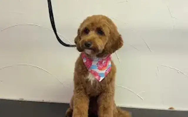 Spunky Snout Pet Salon in Novi, MI