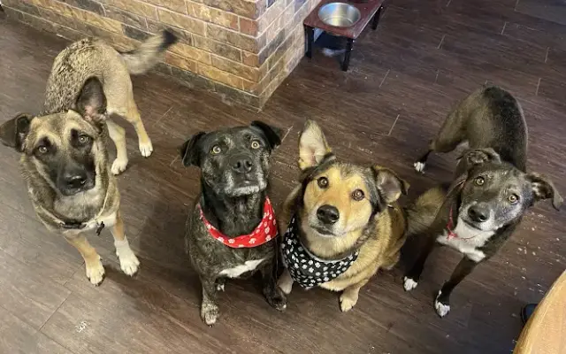 Ya Dig? Mobile nail trimming service in White Oak, TX